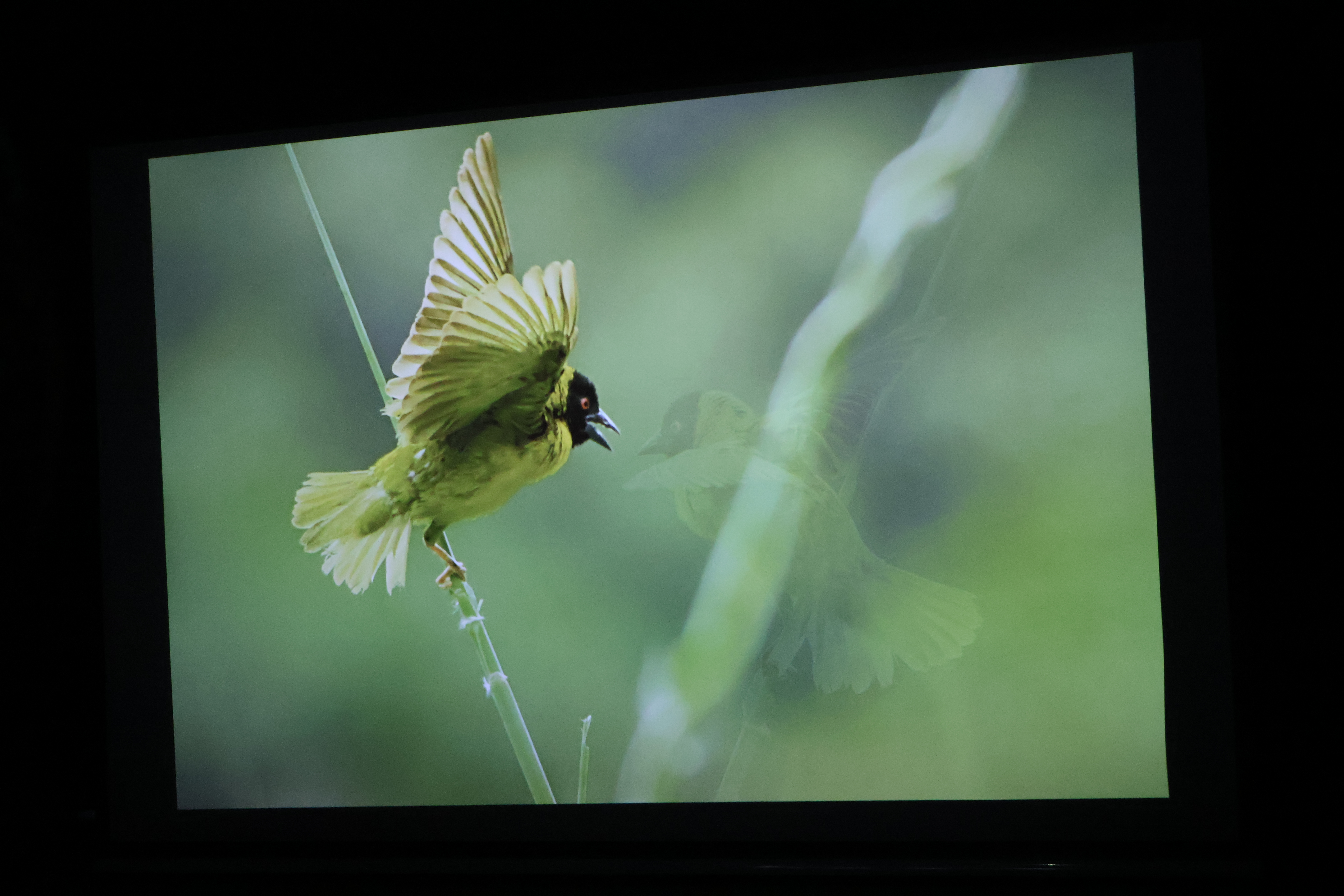 Zdjęcie ukazuje żółtego ptaka prezentowanego na pokazie multimedialnym 